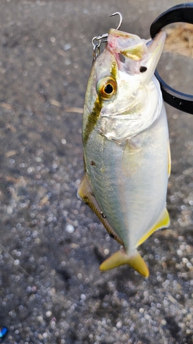 ショゴの釣果