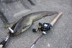 ナマズの釣果