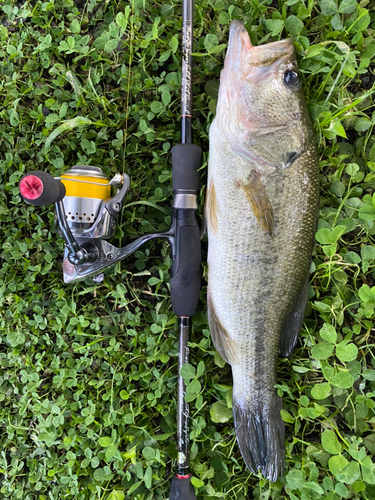 ブラックバスの釣果