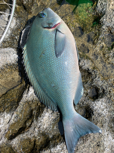 オナガグレの釣果