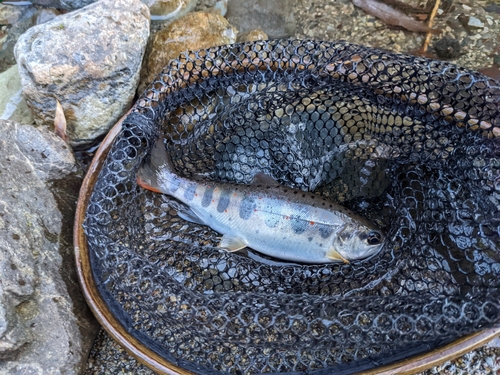 アマゴの釣果