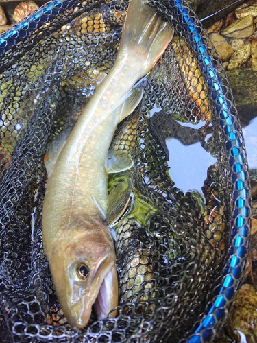 イワナの釣果