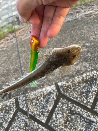 マゴチの釣果