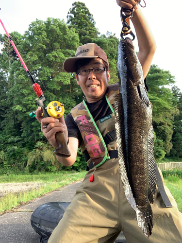 スネークヘッドの釣果