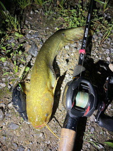 ナマズの釣果