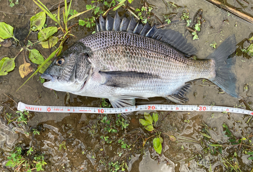 チヌの釣果