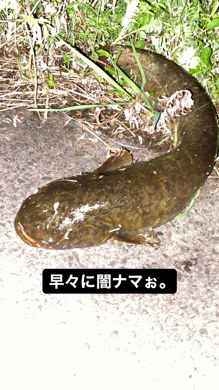 ナマズ