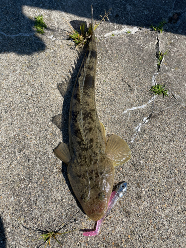 マゴチの釣果