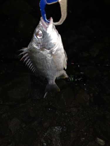 キビレの釣果