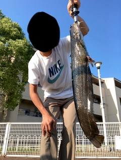 ナマズの釣果