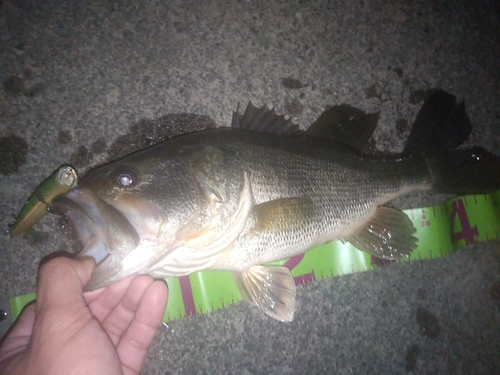 ブラックバスの釣果