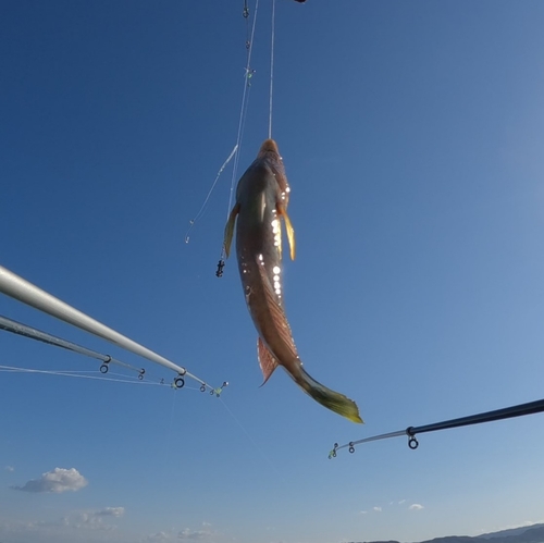 イソベラの釣果