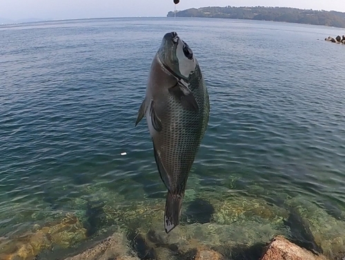 グレの釣果