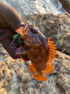 アコウの釣果