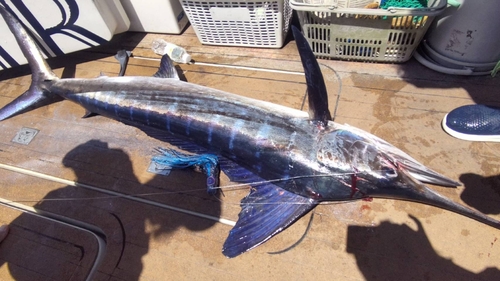 マカジキの釣果