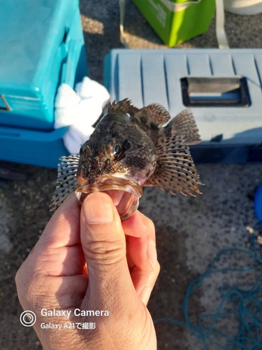 アラカブの釣果