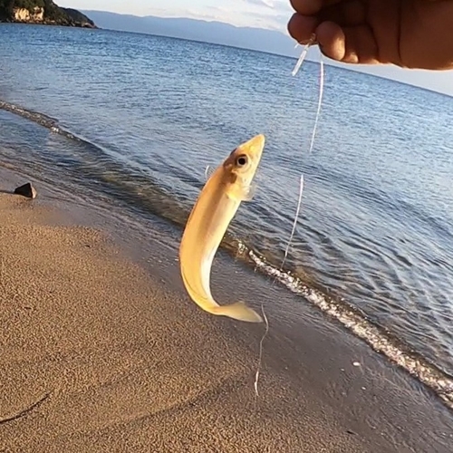 キスの釣果