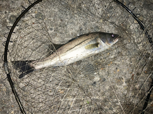 セイゴ（マルスズキ）の釣果