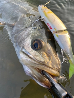 スズキの釣果