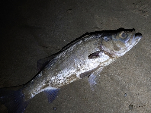 フッコ（ヒラスズキ）の釣果