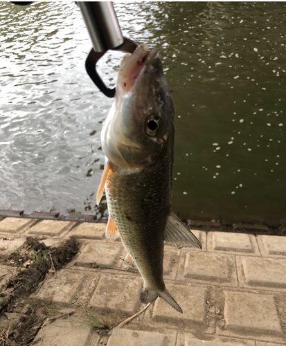 ニゴイの釣果