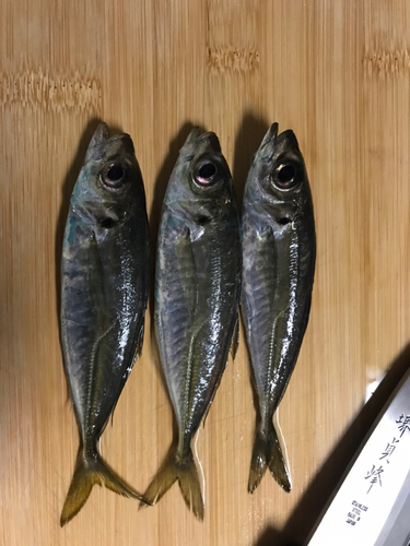 アジの釣果