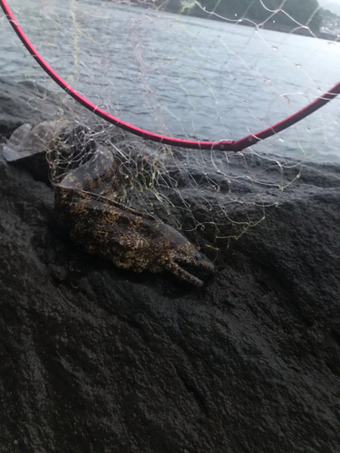 ウツボの釣果