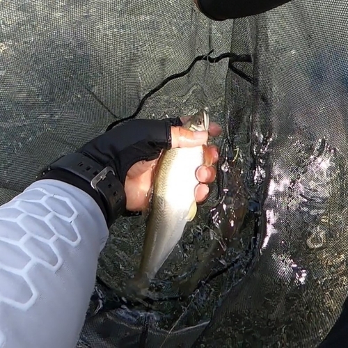 アユの釣果