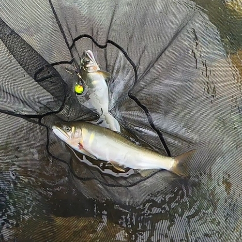 アユの釣果