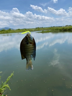 ブルーギルの釣果