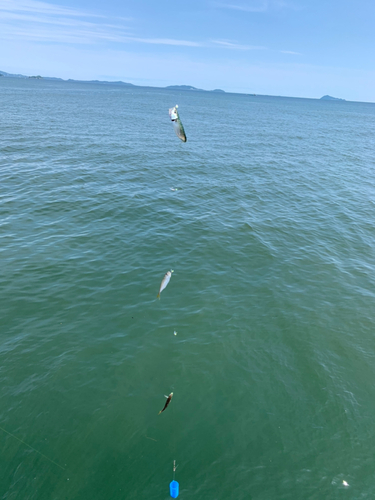 サバの釣果