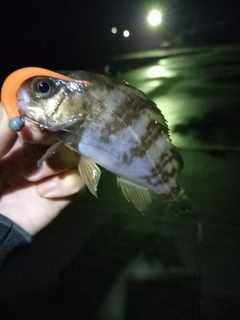 シロメバルの釣果