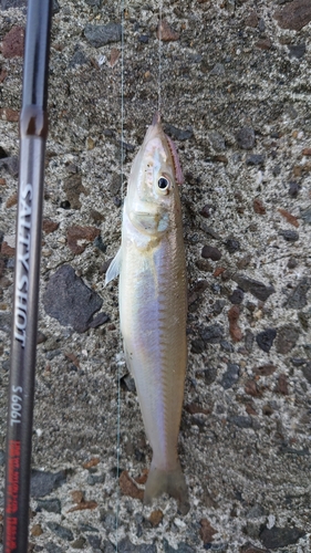 キスの釣果