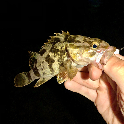 タケノコメバルの釣果