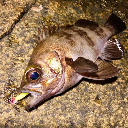 メバルの釣果