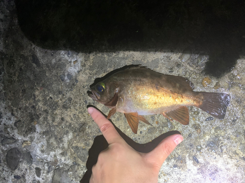 メバルの釣果