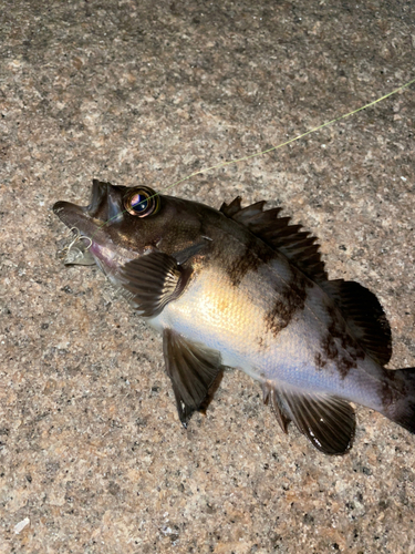 シロメバルの釣果