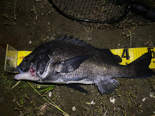 チヌの釣果