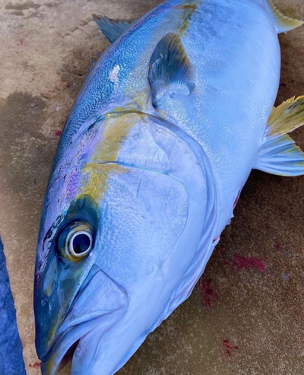 釣部の部長Mさんの釣果 2枚目の画像