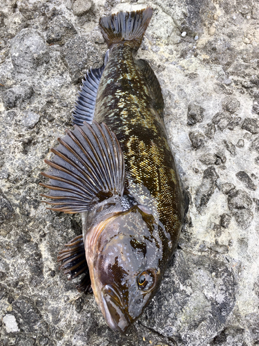 アイナメの釣果