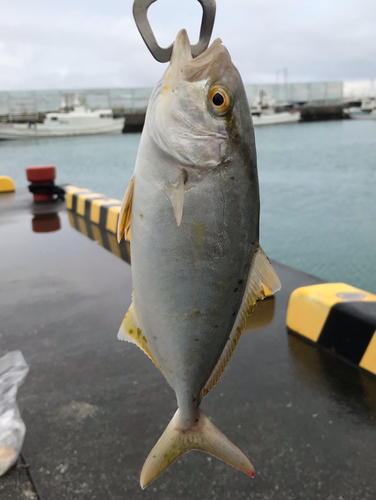 カンパチの釣果