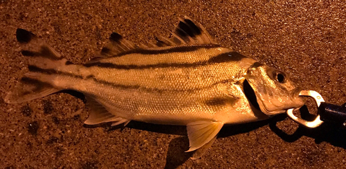 コトヒキの釣果