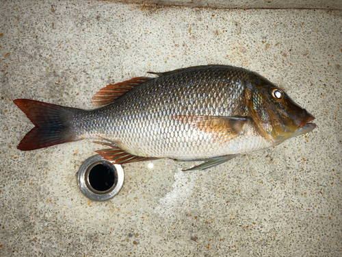 タマンの釣果