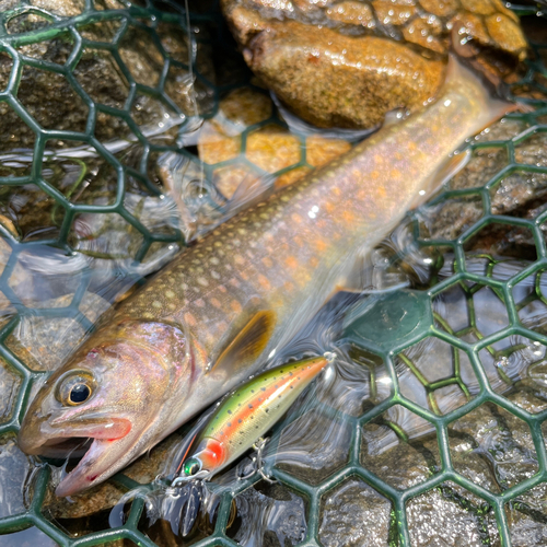 ニッコウイワナの釣果