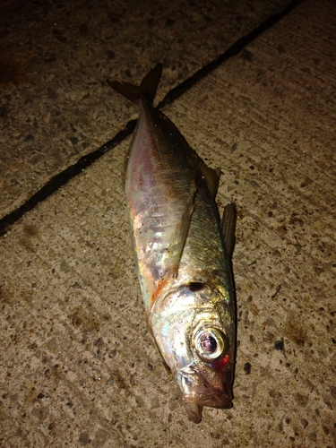 マアジの釣果