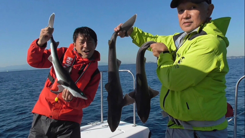 フトツノザメの釣果