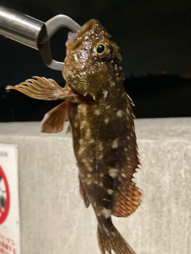 カサゴの釣果