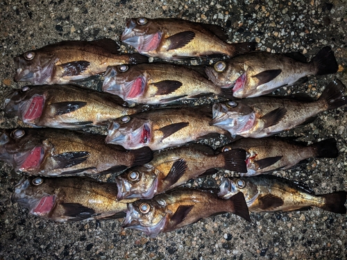 メバルの釣果