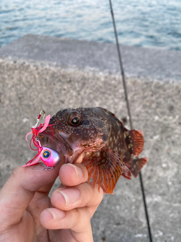 カサゴの釣果