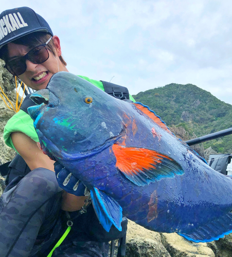 アオブダイの釣果